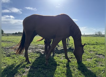 Trakehner, Wallach, 4 Jahre, 167 cm, Fuchs