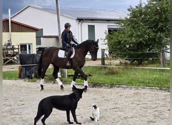 Trakehner, Wallach, 4 Jahre, 167 cm, Rappe