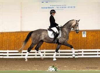 Trakehner, Wallach, 4 Jahre, 167 cm, Schimmel