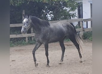 Trakehner, Wallach, 4 Jahre, 167 cm, Schimmel