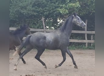Trakehner, Wallach, 4 Jahre, 167 cm, Schimmel