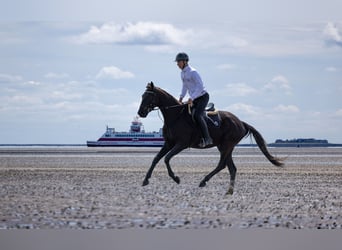 Trakehner, Wallach, 4 Jahre, 167 cm, Schwarzbrauner