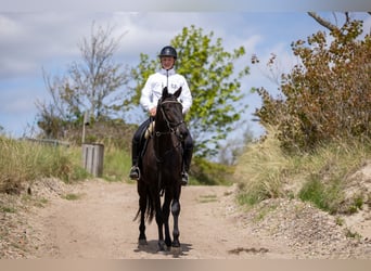 Trakehner, Wallach, 4 Jahre, 167 cm, Schwarzbrauner