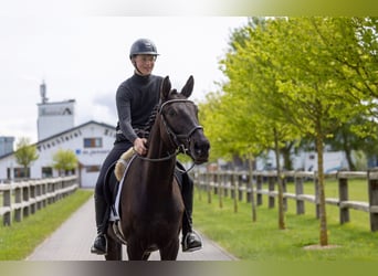 Trakehner, Wallach, 4 Jahre, 167 cm, Schwarzbrauner