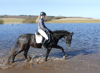 Trakehner, Wallach, 4 Jahre, 167 cm