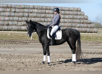 Trakehner, Wallach, 4 Jahre, 167 cm
