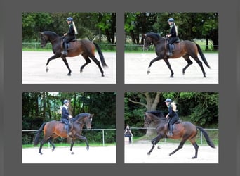 Trakehner, Wallach, 4 Jahre, 168 cm, Brauner