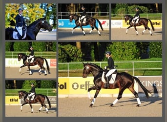 Trakehner, Wallach, 4 Jahre, 168 cm, Brauner