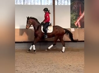 Trakehner, Wallach, 4 Jahre, 168 cm, Brauner