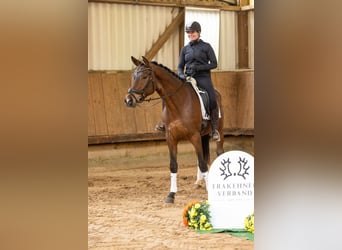 Trakehner, Wallach, 4 Jahre, 168 cm, Brauner