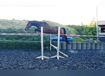 Trakehner, Wallach, 4 Jahre, 168 cm, Brauner