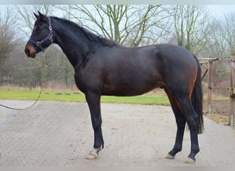 Trakehner, Wallach, 4 Jahre, 168 cm, Dunkelbrauner