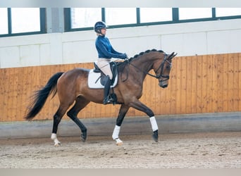 Trakehner, Wallach, 4 Jahre, 168 cm, Dunkelbrauner