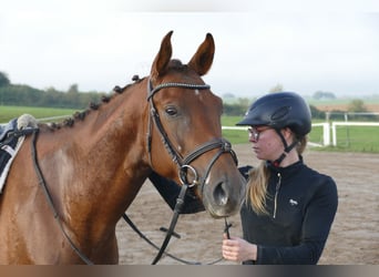 Trakehner, Wallach, 4 Jahre, 168 cm, Dunkelfuchs