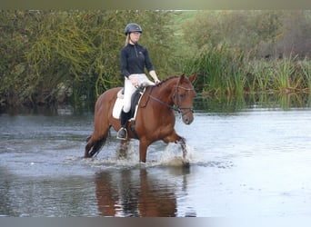 Trakehner, Wallach, 4 Jahre, 168 cm, Dunkelfuchs