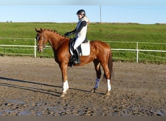 Trakehner, Wallach, 4 Jahre, 168 cm, Fuchs