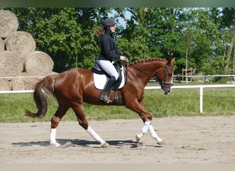 Trakehner, Wallach, 4 Jahre, 168 cm, Fuchs