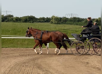 Trakehner, Wallach, 4 Jahre, 168 cm, Fuchs