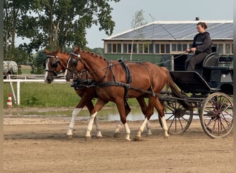 Trakehner, Wallach, 4 Jahre, 168 cm, Fuchs