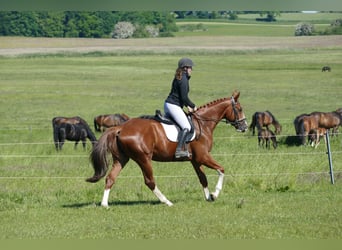 Trakehner, Wallach, 4 Jahre, 168 cm, Fuchs