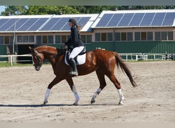 Trakehner, Wallach, 4 Jahre, 168 cm, Fuchs