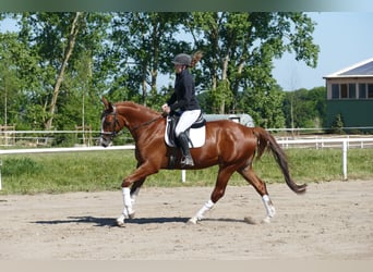 Trakehner, Wallach, 4 Jahre, 168 cm, Fuchs