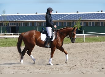 Trakehner, Wallach, 4 Jahre, 168 cm, Fuchs