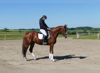 Trakehner, Wallach, 4 Jahre, 168 cm, Fuchs