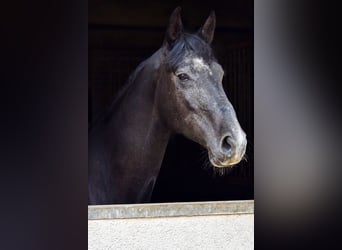 Trakehner, Wallach, 4 Jahre, 168 cm, Schimmel