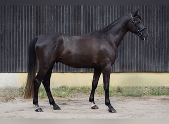 Trakehner, Wallach, 4 Jahre, 168 cm, Schimmel