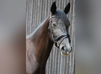 Trakehner, Wallach, 4 Jahre, 168 cm, Schimmel