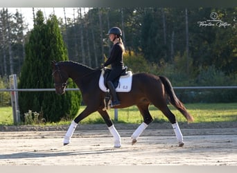 Trakehner, Wallach, 4 Jahre, 169 cm, Brauner