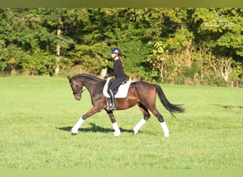 Trakehner, Wallach, 4 Jahre, 169 cm, Brauner
