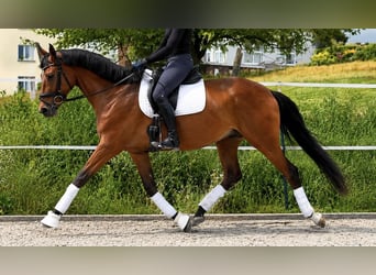 Trakehner, Wallach, 4 Jahre, 169 cm, Brauner