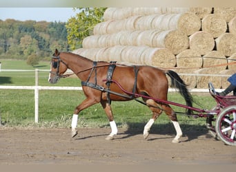 Trakehner, Wallach, 4 Jahre, 169 cm, Brauner