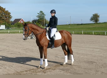 Trakehner, Wallach, 4 Jahre, 169 cm, Brauner