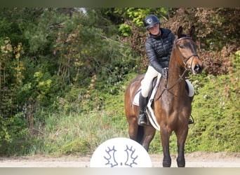 Trakehner, Wallach, 4 Jahre, 169 cm, Brauner