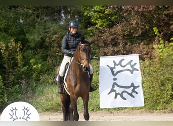 Trakehner, Wallach, 4 Jahre, 169 cm, Brauner