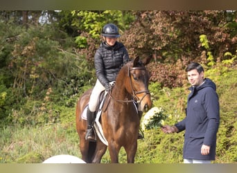 Trakehner, Wallach, 4 Jahre, 169 cm, Brauner