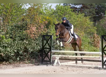 Trakehner, Wallach, 4 Jahre, 169 cm, Brauner