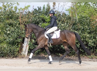 Trakehner, Wallach, 4 Jahre, 169 cm, Brauner