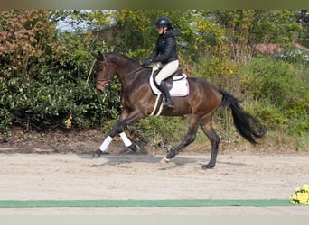 Trakehner, Wallach, 4 Jahre, 169 cm, Brauner