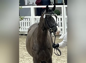 Trakehner, Wallach, 4 Jahre, 169 cm, Dunkelbrauner