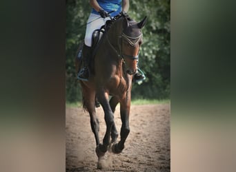 Trakehner, Wallach, 4 Jahre, 169 cm, Dunkelbrauner