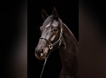 Trakehner, Wallach, 4 Jahre, 169 cm, Rappe