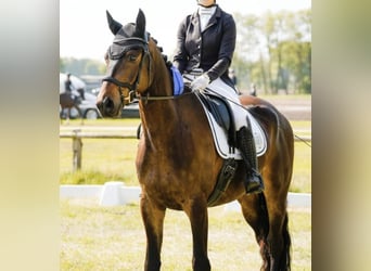 Trakehner, Wallach, 4 Jahre, 170 cm, Brauner