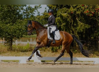 Trakehner, Wallach, 4 Jahre, 170 cm, Brauner