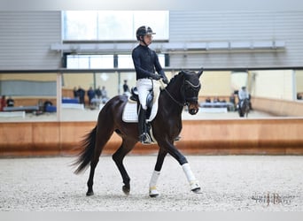 Trakehner, Wallach, 4 Jahre, 170 cm, Dunkelbrauner