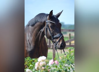 Trakehner, Wallach, 4 Jahre, 170 cm, Dunkelbrauner