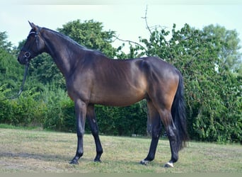 Trakehner, Wallach, 4 Jahre, 170 cm, Dunkelbrauner